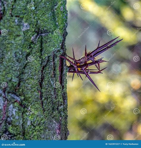 Spiky Thorns On An Acacia Tree Trunk Stock Image Image Of Thorns