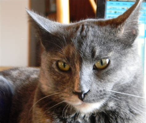 6 Surefire Ways To Piss Off Your Cat Tried And Tested By Catster