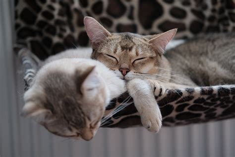 Photo Of Cats Sleeping Together · Free Stock Photo