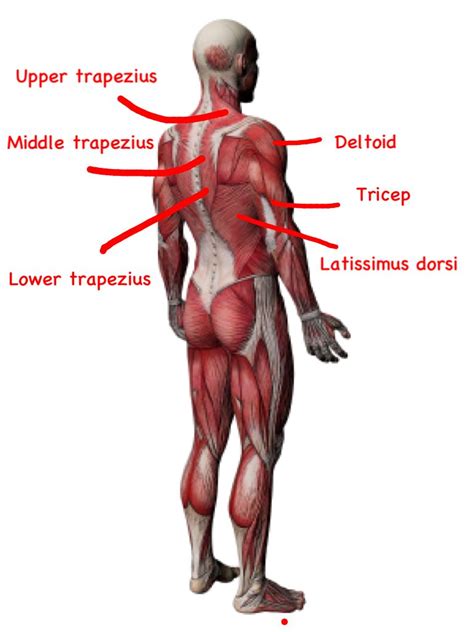 At first you would think this as a hindrance but actually most of the time you could use these names as clues to help you learn the shape of the muscles. Diagram Shoulder Muscles | Shoulder muscle anatomy, Muscle ...