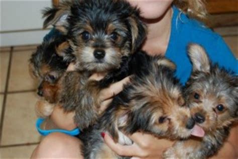 …yorkie puppies for sale my puppies are the ones you have been looking for! teacup yorkie puppies available for free adoption