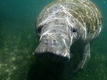 Guided Small Group Manatee Snorkeling Tour with In-Water Photographer ...