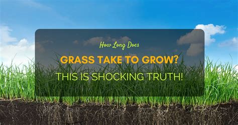 In this article we'll break the lawn watering topic into smaller bit size. How Long Does Grass Take To Grow? This is Shocking Truth!