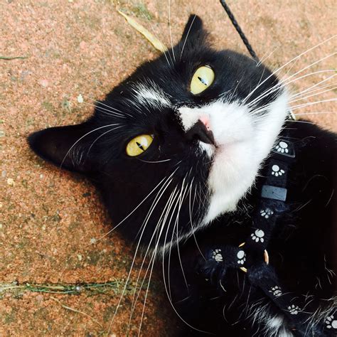 Tuxedo Cat Cats Tuxedo Cat Black Cat