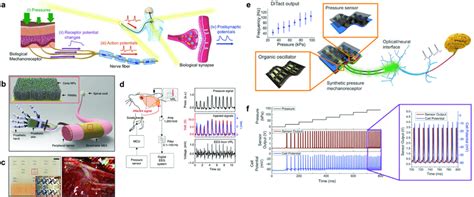 Neural Interface Techniques For The Artificial Sensory Systems A A