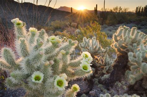 Organ Pipe Cactus National Monument Arizona Alan Majchrowicz Photography
