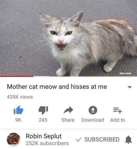 As Sepla Mother Cat Meow And Hisses At Me 439k Views 245 Share Download