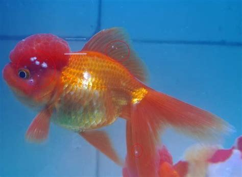 What If There Are White Spots On The Goldfish Tail You Can Try These