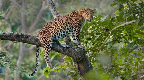 Are Problem Leopards Causing Attacks On People In Himachal Pradesh
