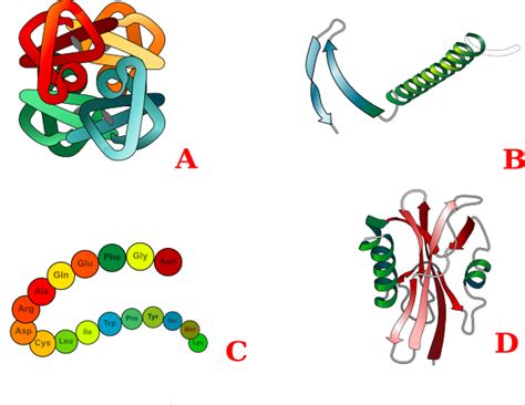 Protein Strukture Clip Art At Vector Clip Art Online