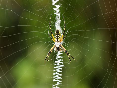 Texas Yellow Garden Spider Poisonous Fasci Garden