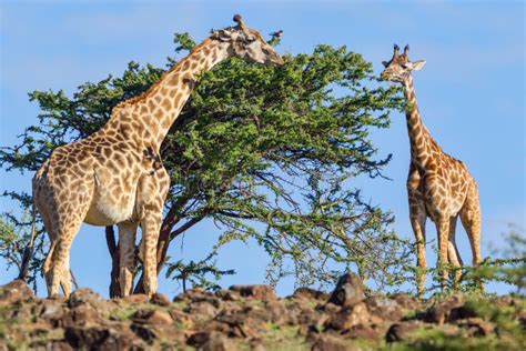 Girafe De Masai Mangeant Des Feuilles D Acacia Photo Stock Image Du