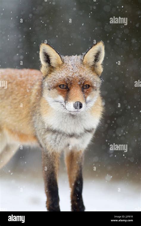 Portrait Of A Red Fox Stock Photo Alamy