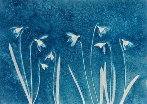 How To Make Cyanotypes Of Flowers Nature Ttl