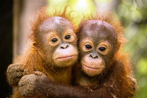 Located in the smart sustainable sunway city. Last two Orangutans are Released from Rasa Ria Resort in ...