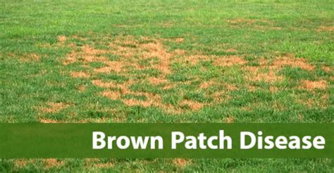 Lawn Disease Brown Patch Quiet Lawn And Pest Healthy Lawns Bug