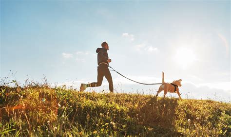 Canicross O Cómo Enseñar A Tu Perro A Correr Contigo