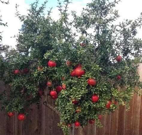 How To Grow Pomegranate Tree In A Pot And Container Pomegranate Tree Care