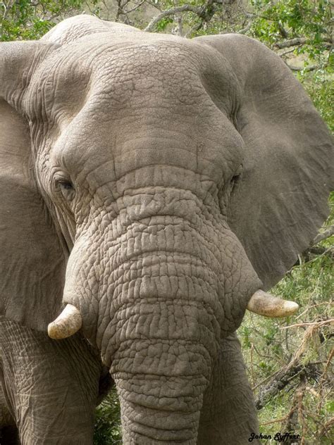 Elephant Elephant Bull In The Umfolozi Hluhluwe Game Reser Flickr