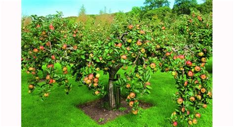 Comment Choisir Son Arbre Fruitier Arbre Fruitier Fruitier Jardin