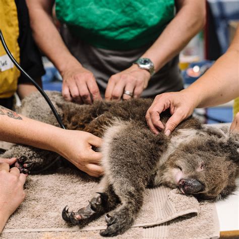 Adelaide Koala Rescue Akr