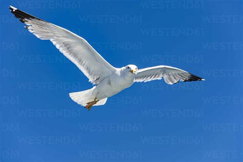Seagull Flying Against Clear Blue Sky Stock Photo