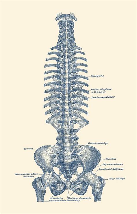 The human backbone provides protection of the spinal cord, while allowing for a great deal of flexibility. Human Spine and Pelvis - Simple Diagram - Vintage Anatomy ...