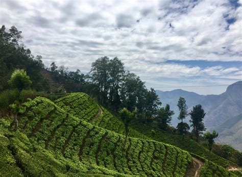 Tea Plantations Kerala Rmostbeautiful