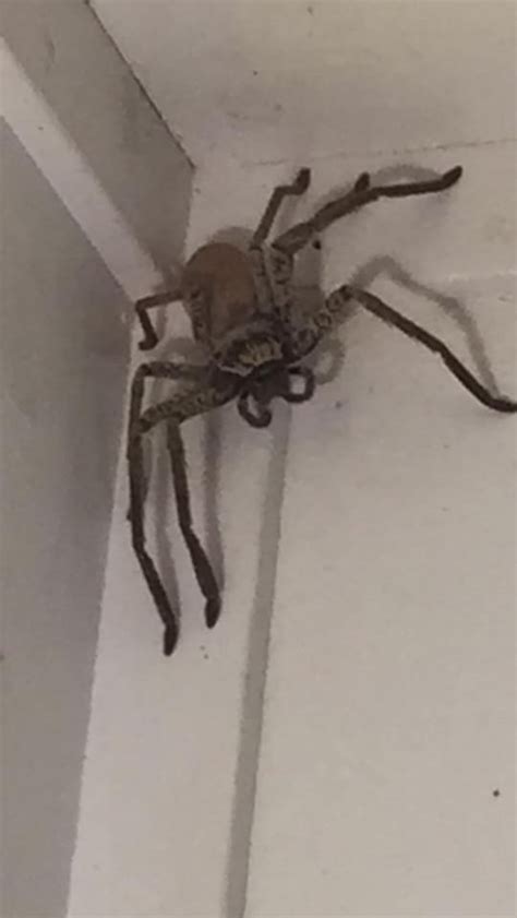 Woman Finds Massive Huntsman Spider At Home In Queensland Australia Metro News