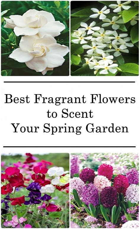 10 best fragrant flowers to scent your spring garden