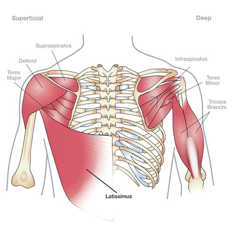 Shoulder Blade Muscles Diagram