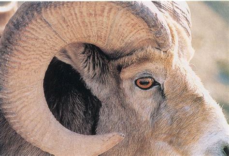 Eyes Bighorn Sheep Image Only