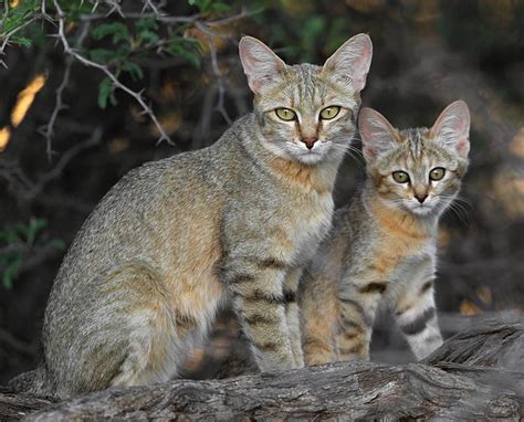 African Wild Cat With Kitten Spotted In The Kgalagadi Transfrontier