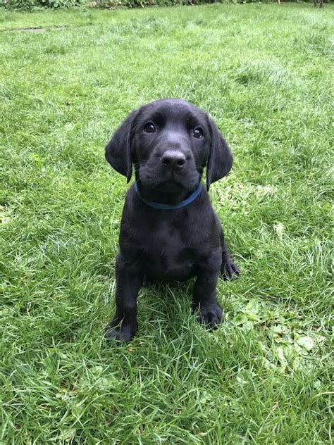 Adorable Black Labrador Puppies For Sale In Kirkby Stephen Cumbria