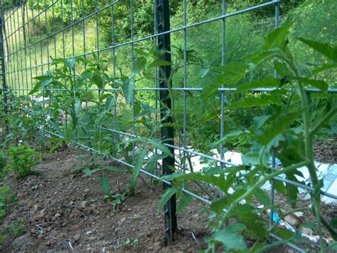 Trellising Tomato Plants Savvy Housekeeping