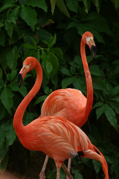 Free Images Beak Pink Fauna Flamingo Vertebrate Beautiful Water