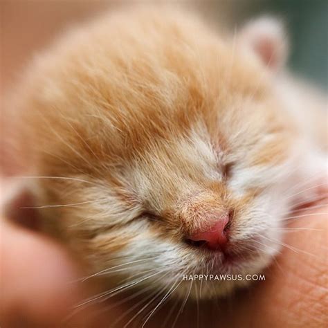 How long till kittens open their eyes? How Long Does It Take For New Kittens To Open Their Eyes