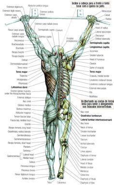 Intermediate back muscles and c. Free Diagrams Human Body | human anatomy is the study of structure of human body | The Human ...