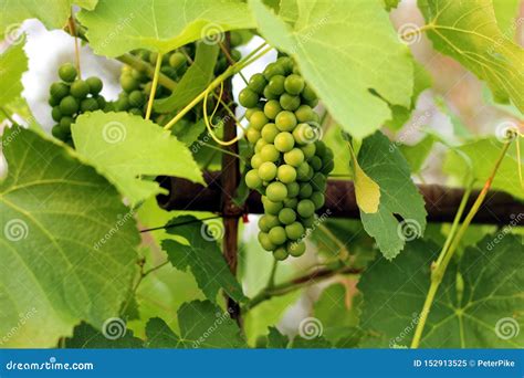 Growing Grape In Vineyard In The Sunlight Clusters Of Unripe Grape