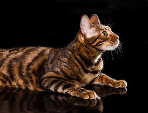 Toyger Cat Breed Information And Overview