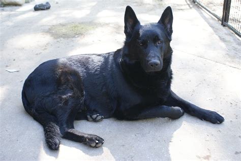 Solid Black German Shepherd Puppies For Sale