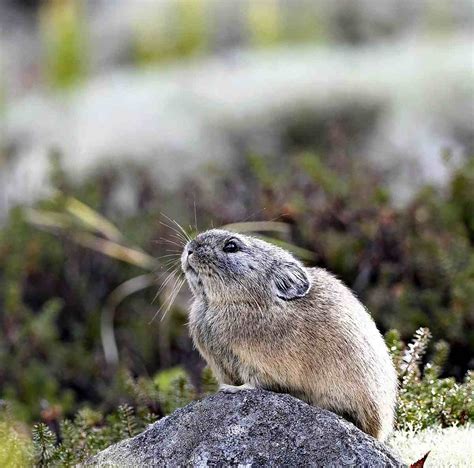 Northern Pika ‘survivors Of The Ice Age Prepare For Winter The