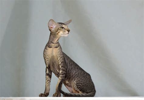 oriental shorthair  cat world