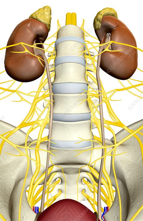 Nerve Supply Of The Urinary System Stock Image F0022361 Science