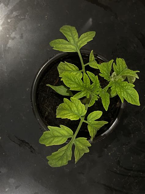 Whats Causing Leaves Of My Tomato Seedling To Go Pale Green Rgardening