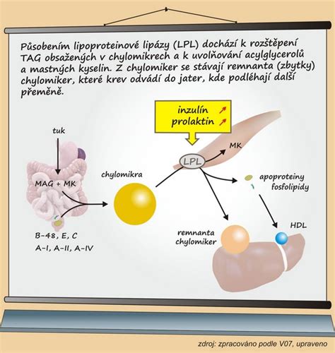 Struktura A Funkce Lipoproteinů