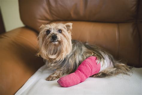 Top 26 How To Tell If Your Dog Has Internal Injuries Lastest Updates 09