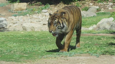 Say Hi To Raja The Sumatran Tiger At The Phoenix Zoo