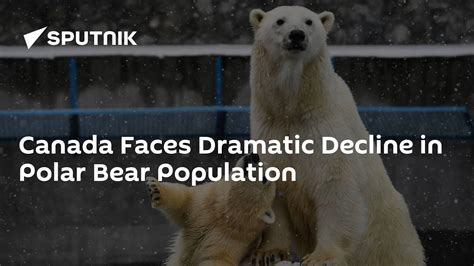 Canada Faces Dramatic Decline In Polar Bear Population 24122022