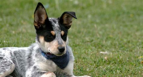 Blue Heeler Breed Information A Guide To The Australian Cattle Dog